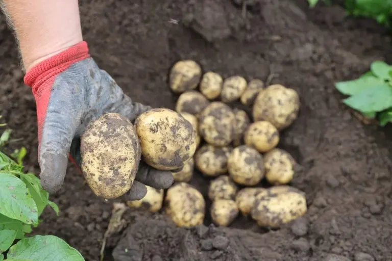 Картофель